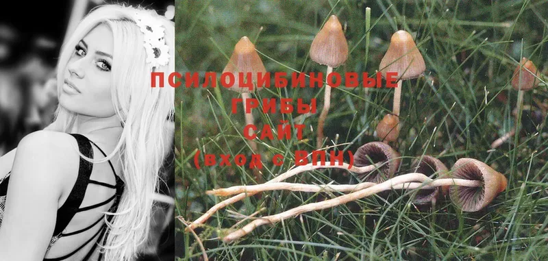 Галлюциногенные грибы Psilocybe  Белорецк 